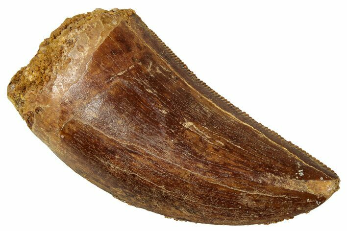 Serrated, Carcharodontosaurus Tooth - Real Dinosaur Tooth #329883